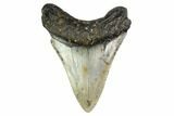 Fossil Megalodon Tooth - North Carolina #149401-2